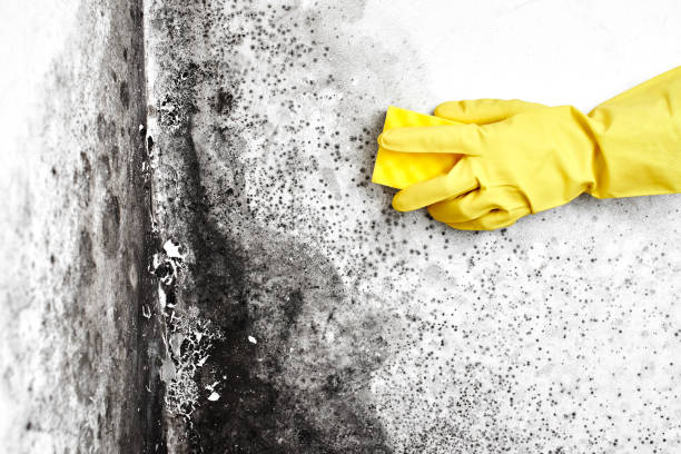Best Mold Testing and Inspection Services in North Middletown, NJ