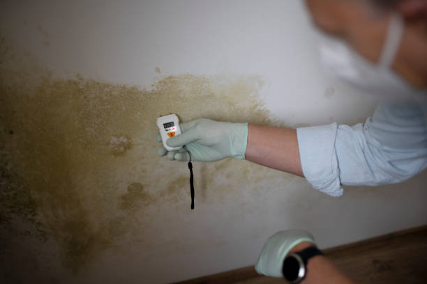 Best Residential Mold Remediation in North Middletown, NJ