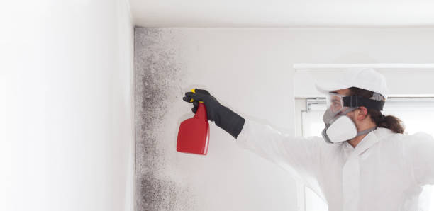 Best Kitchen Mold Remediation in North Middletown, NJ