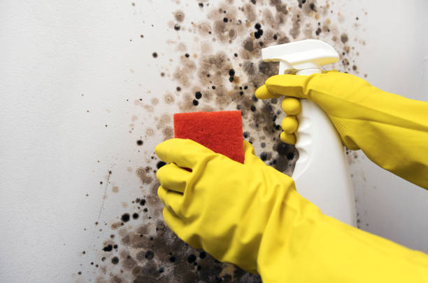 Best Commercial Mold Remediation in North Middletown, NJ